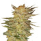 Ice Cream feminized seeds