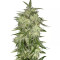 Lemon OG Haze Auto (Nirvana Seeds)