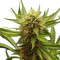 Northern Light (RQS)