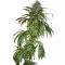 Santa Sativa feminizada