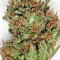 Santa Sativa Seeds