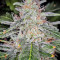 Blue Dream'matic strain