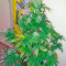Bubba Kush Autoflowering Seeds