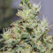 Graines de cannabis CBD Kush (Dutch Passion)