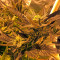 Critical Kush (Dinafem Seeds)