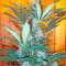 Semi femminizzati Pure Power Plant (Nirvana Seeds)