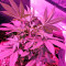 Swiss Cheese (Nirvana Seeds)
