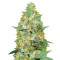 Auto Caramelino feminized seeds