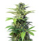 Semi femminizzati Chem Beyond Diesel CBD