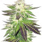 Remo Chemo (Dinafem Seeds)