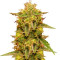 Royal Domina feminized seeds
