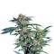 Skunk Kush Seeds
