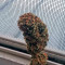 Afghan Kush feminized seeds