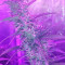 Semi femminizzati Auto Speed Bud