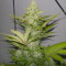 Blue Cheese cannabis strain