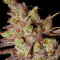 Choco Bud (Vision Seeds)