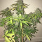 Crystal METH Auto Seeds