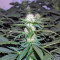 Graines de cannabis Hashberry regular (Mandala Seeds)