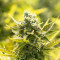 The Incredible Bulk Seeds (Dr. Krippling Seeds)