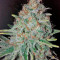 Raspberry Cough (Nirvana Seeds)