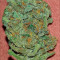 White Widow Auto (Vision Seeds)
