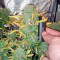 Semi femminizzati Big Devil Auto