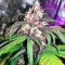 Black Cream Auto