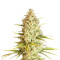 Graines de cannabis Critical VIP (VIP seeds)