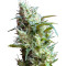 Flash Back #2 feminized seeds