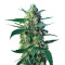 Ice Cool Auto feminized seeds