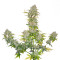 Graines de cannabis Sweet Cheese Auto (Sweet Seeds)
