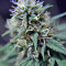 Pato #1 (Kannabia Seeds)