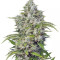 San Fernando Lemon Kush Seeds