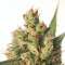 Calamity Jane Auto Seeds