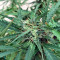 Blue Critical Autoflowering Seeds