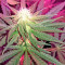 Graines de cannabis Cheese (Dinafem Seeds)