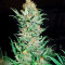 Critical Jack Seeds