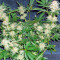 Dinachem feminized seeds
