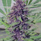 Graines de cannabis Frisian Dew (Dutch Passion)