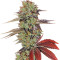 Graines de cannabis King’s Kush Auto (GHS)