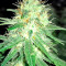 Original Amnesia feminized seeds