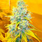 Skunk + (Kannabia Seeds)