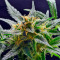 Super Silver (Dinafem Seeds)