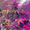 Haze XXL Autoflowering (Dinafem Seeds)