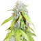 Auto Northern Lights (Pyramid Seeds)