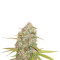 Lemon Skunk Seeds