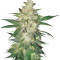 Sweet Coffee Ryder Seeds