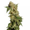 Graines de cannabis BCN Diesel Max Auto (Kannabia Seeds)