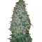 California Dream feminized seeds