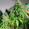Amnesia Lemon